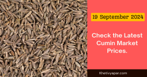 Latest Cumin Market Prices in Gujarat and Rajasthan on (19 September 2024)